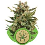 White Widow Auto Feminizowane Nasiona