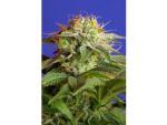 Green Poison F1 Fast Feminized Seeds