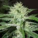 Speed Bud Auto Feminizowane Nasiona