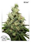 Kush CBD Féminisée Graines