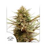 ComPassion CBD Feminizowane Nasiona