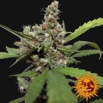 Blue Shark CBD Feminized Seeds