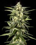 Jack Herer Auto Féminisée Graines
