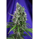 Sweet Trainwreck Auto Féminisée Graines