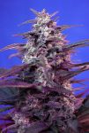 Bloody Skunk Auto Feminisiert Samen