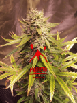 Sour Bubbly Auto Feminised Seeds