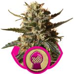 Bubblegum XL Feminizowane Nasiona
