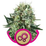 Bubble Kush Feminisiert Samen