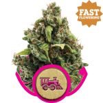 Candy Kush Express Schnell Feminisiert Samen
