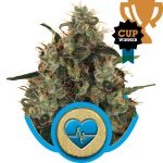 Medical Mass CBD Feminisiert Samen
