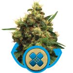 Painkiller XL CBD Feminizowane Nasiona