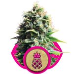 Pineapple Kush Féminisée Graines