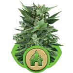 Royal Kush Auto Feminisiert Samen