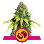 Somango XL Feminisiert Samen
