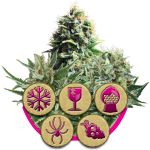 Feminized Mix Féminisée Graines