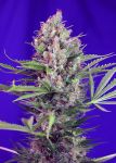 Cream Mandarine F1 Rapide Féminisée Graines