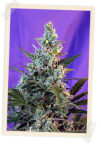 Sweet Skunk F1 Szybko Feminizowane Nasiona
