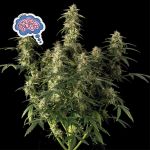 Amnesia Auto Feminisiert Saatgut