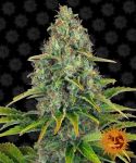 Blueberry Cheese Auto Féminisée Graines