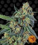 Cookies Kush Feminisiert Samen