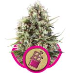 Chocolate Haze Féminisée Graines