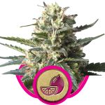 Lemon Shining Silver Haze Féminisée Graines