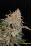 Black Diesel Feminizowane Nasiona