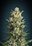 Ice Kush Feminisiert Samen