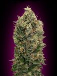 Black Diesel Auto Feminizowane Nasiona