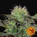 Bad Azz Kush Feminisiert Samen