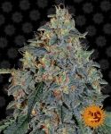 Blueberry OG Feminisiert Samen