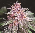 Violeta Régulier Graines