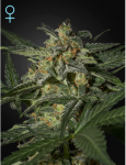 White Widow CBD Auto Feminizowane Nasiona