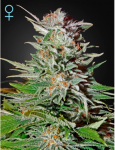 Super Lemon Haze CBD Auto Féminisée Graines