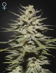 Super Lemon Haze CBD Feminizowane Nasiona