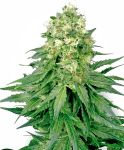 White Widow Feminizowane Nasiona