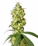White Widow Auto Feminizowane Nasiona