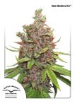 Glueberry O.G. Auto Féminisée Graines