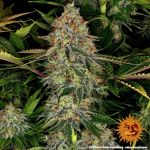 Tangerine Dream Auto Feminisiert Samen