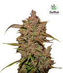 Crystal METH Auto Feminised Seeds