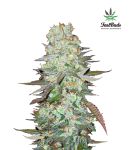 G14 Auto Féminisée Graines