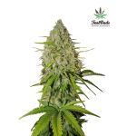 Grapefruit Auto Feminizowane Nasiona