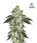 Green Crack Auto Feminisiert Samen