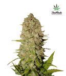 Pineapple Express Auto Feminisiert Samen