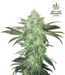 Stardawg Auto Féminisée Graines