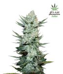 Tangie Auto Féminisée Graines