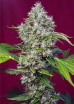 San Fernando Lemon Kush Feminizowane Nasiona