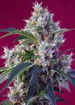Indigo Berry Kush Feminisiert Samen