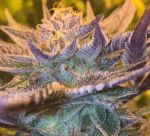 Girl Scout Cookies Auto Feminizowane Nasiona