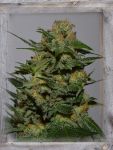 Green Crack Féminisée Graines